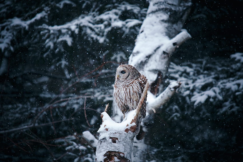 Animals, Winter, Owl, Snow, Bird, Wood, Tree, Branches HD wallpaper
