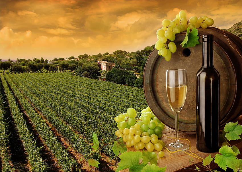 Wine country, cask, field, grapes, fruit, wine, grape vines, alchohol HD wallpaper