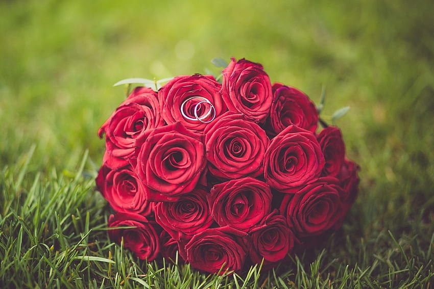 Букет от рози, букет, цветя, рози, червени HD тапет