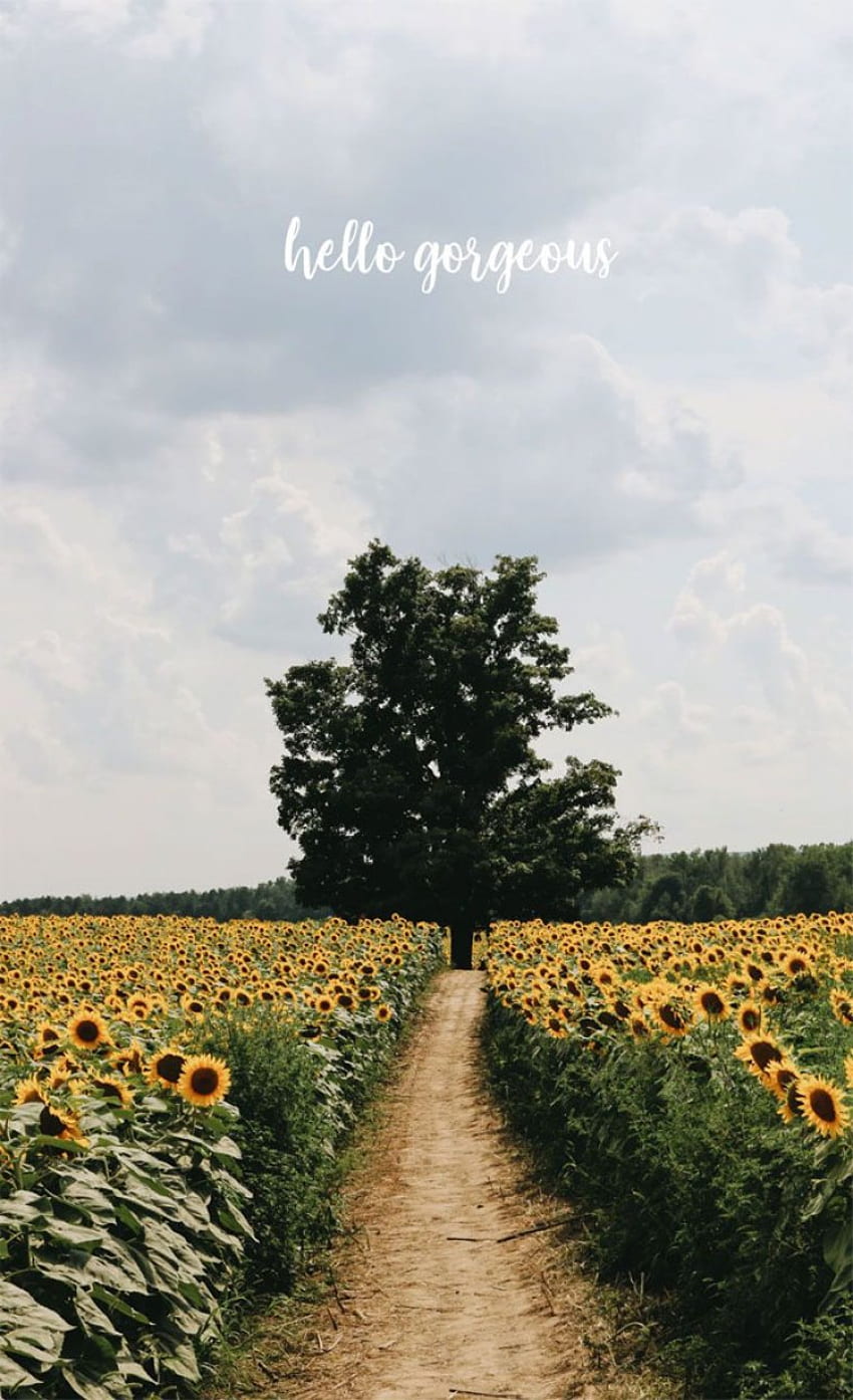 Sunflower field iPhone - 100 awesome iphone, Farm HD phone wallpaper