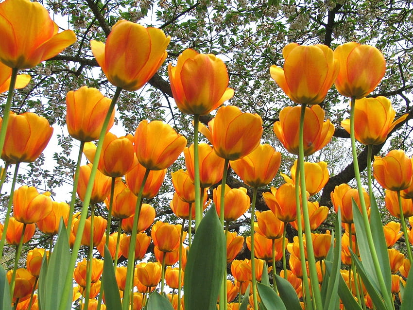 Fiori, alberi, tulipani, primavera, umore Sfondo HD