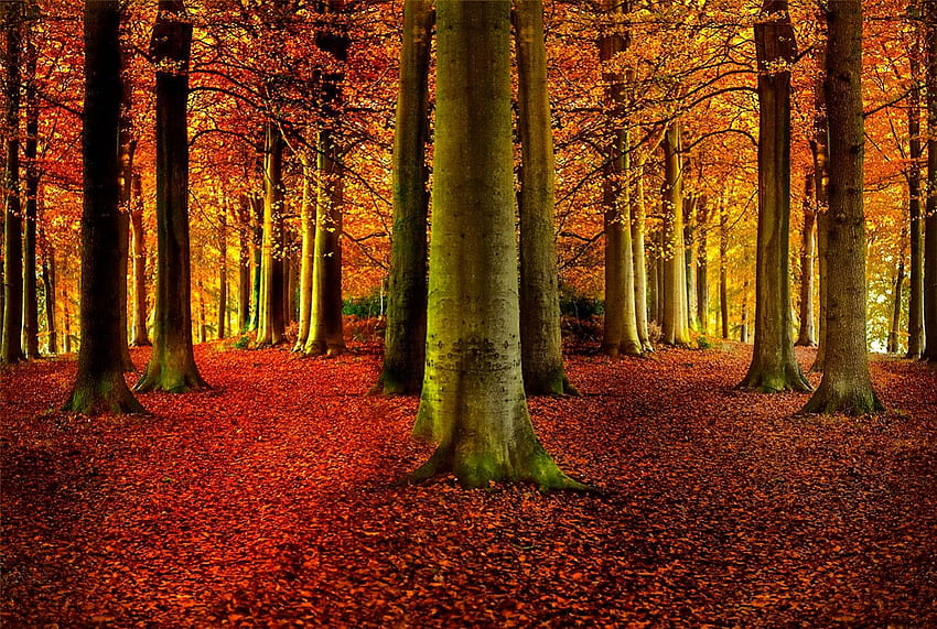 11월, 화려한, 글로우, 물감, 좋은, 반사, 광택, 가을, 황금의, 가을, 아름다운, 나무, 떨어지는, 이파리, 거울을 쓴, 예쁜, 가지, 자연, 아름다운, 잎 HD 월페이퍼