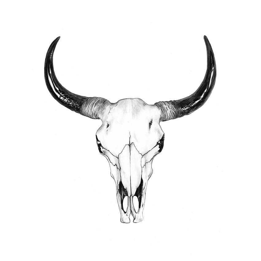 Rysunek czaszki byka autorstwa Johna Gordona Art. Rysunek czaszki, zwierzę Tapeta na telefon HD