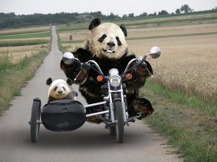Dianne Davis on PANDA. Funny panda , Funny animal videos, Panda bear, Crazy Panda HD wallpaper