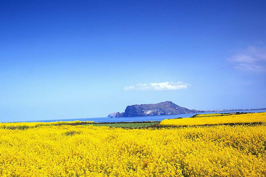 Jeju Island HD wallpaper