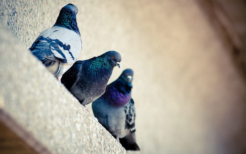 Animals, Pigeons, Bird, Color HD wallpaper
