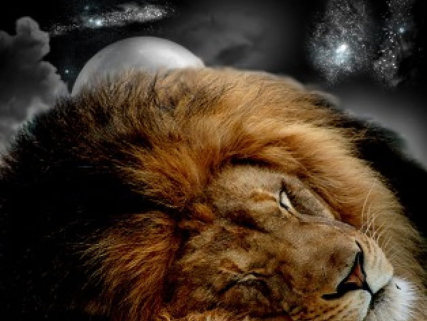 Leo the Lion, animal, lion HD wallpaper