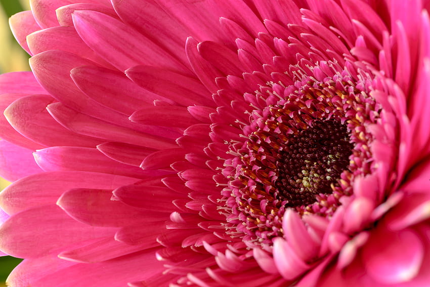 Gerbera Daisy, stokrotka, różowa stokrotka, różowy kwiat,, kwiaty Tapeta HD