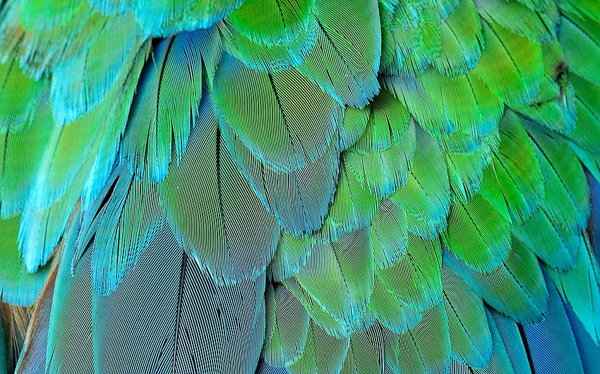 Feathers, texture, blue, feather, green, parrot HD wallpaper