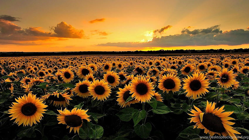 Sunflower Field Background HD wallpaper