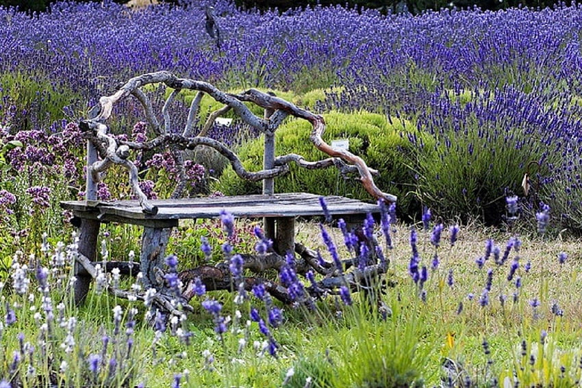urocza ławka w lawendowym ogrodzie, ławeczka, ogród, śliczna, lawenda Tapeta HD