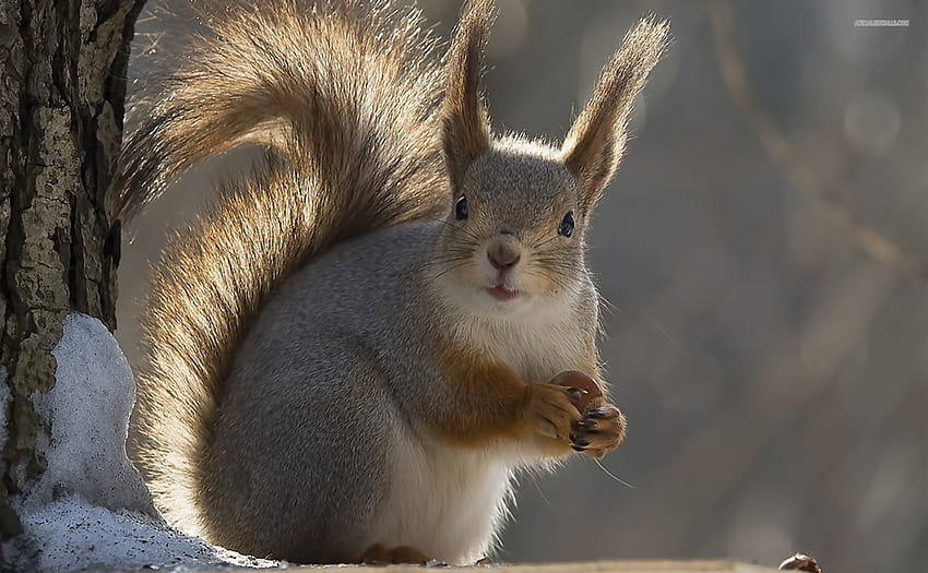 Ein Eichhörnchen, Nüsse, Wildtiere, Tiere, Eichhörnchen HD-Hintergrundbild