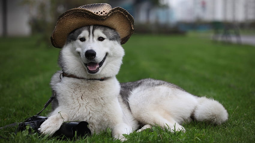 dog, furry, hat, white, lie HD wallpaper