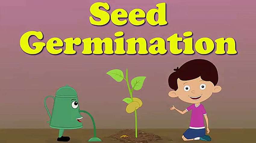 Germinação de sementes - vídeo animado papel de parede HD
