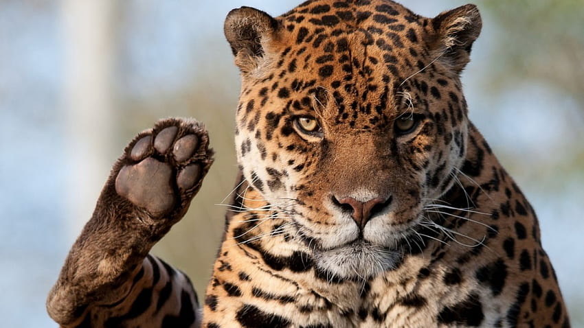 Macan tutul, pisica, tigru, leu, jaguar Wallpaper HD