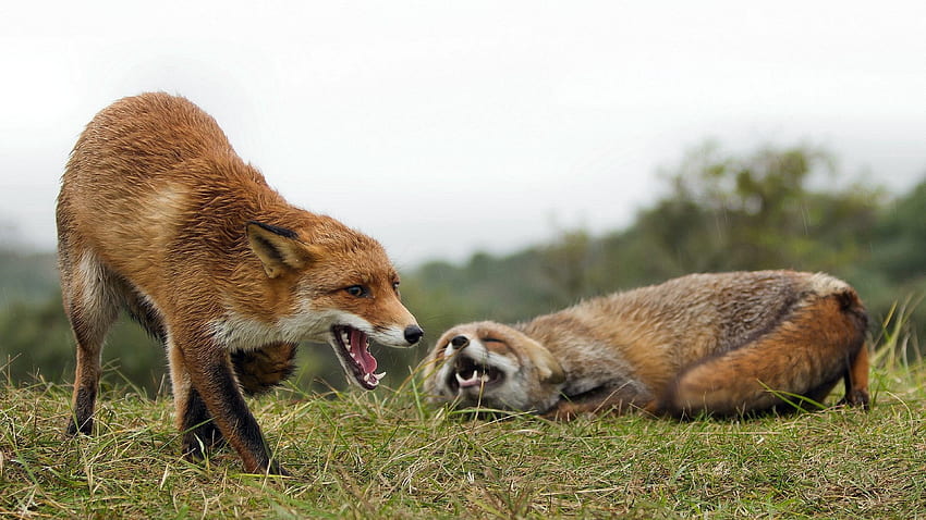 Animals, Grass, Fox, Aggression, Couple, Pair HD wallpaper