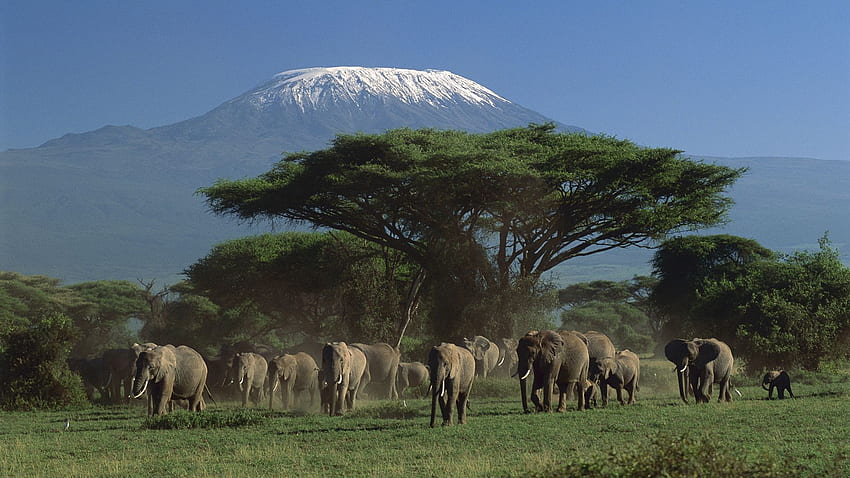 Troupeau d'éléphants et Kilimandjaro. écran large pixel, humeur Fond d'écran HD