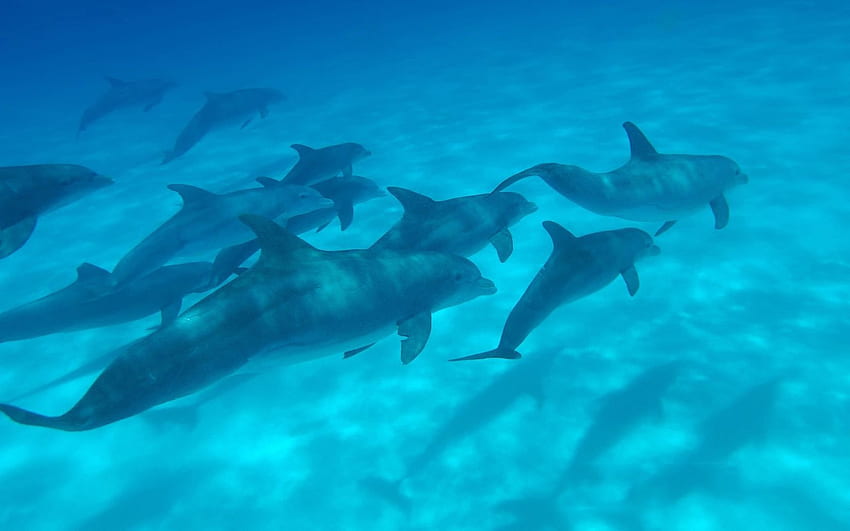 Animais, Golfinhos, Mar, Mundo Subaquático, Nadar, Nadar papel de parede HD