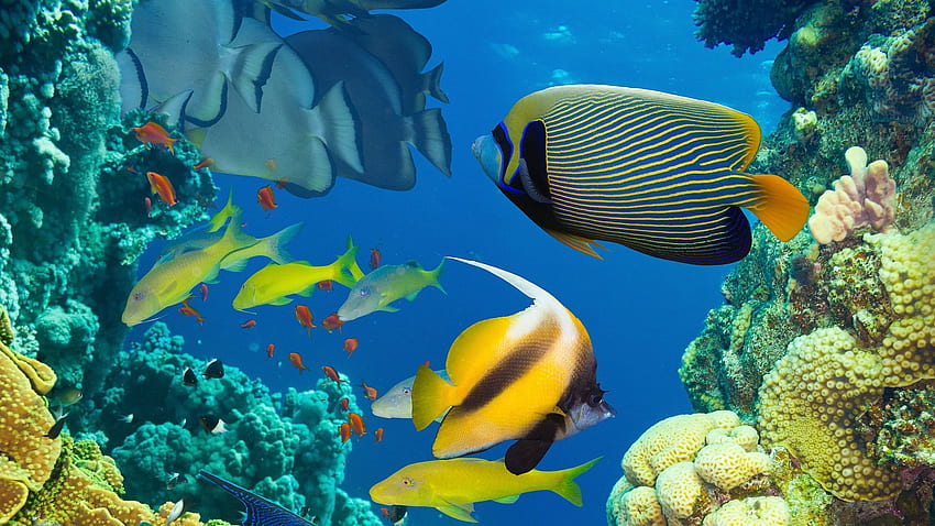 Ocean Marine Life Coral Colorful Tropical Fish HD wallpaper