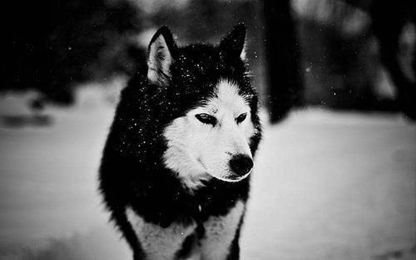 Details more than 81 anime black and white wolf best  incdgdbentre