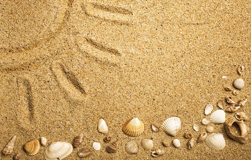 beach, texture, sand, marine, seashells, sand seashells for , section текстуры HD wallpaper