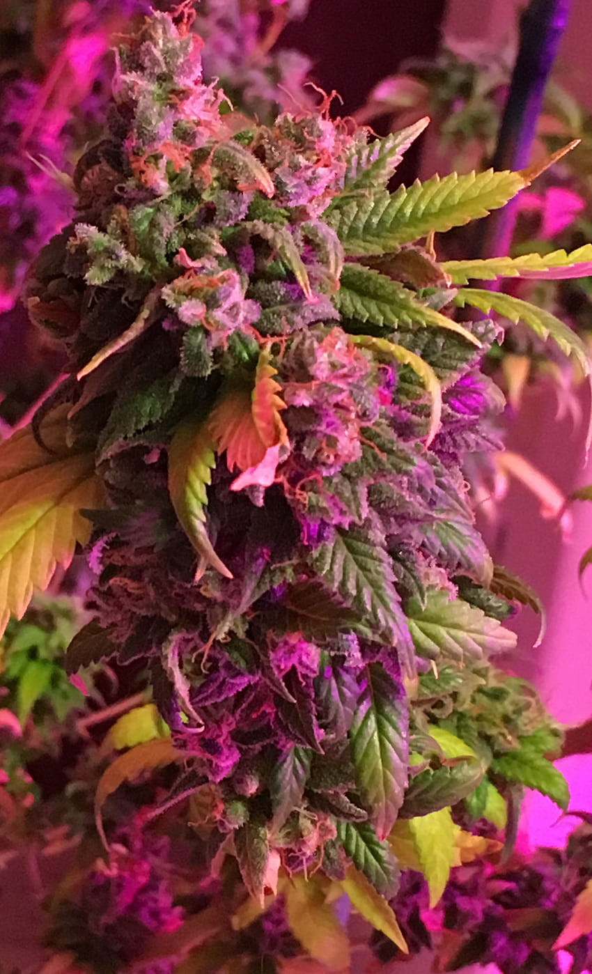 Beaux bourgeons. Cannabis, herbe et chanvre, herbe rose Fond d'écran de téléphone HD