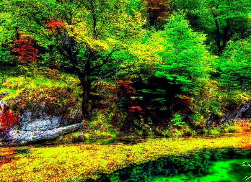 Green Land , graphy, luar biasa, keindahan, pemandangan, refleksi, pohon, , hutan, pemandangan, pemandangan, cantik, pohon, danau, daun, cantik, hijau, pemandangan, alam, daun, indah, hutan Wallpaper HD