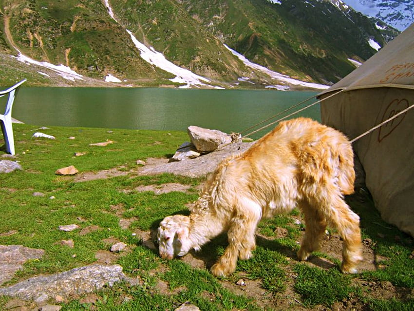 Hairy goat, hairy, tent, mountains, lake, goat HD wallpaper