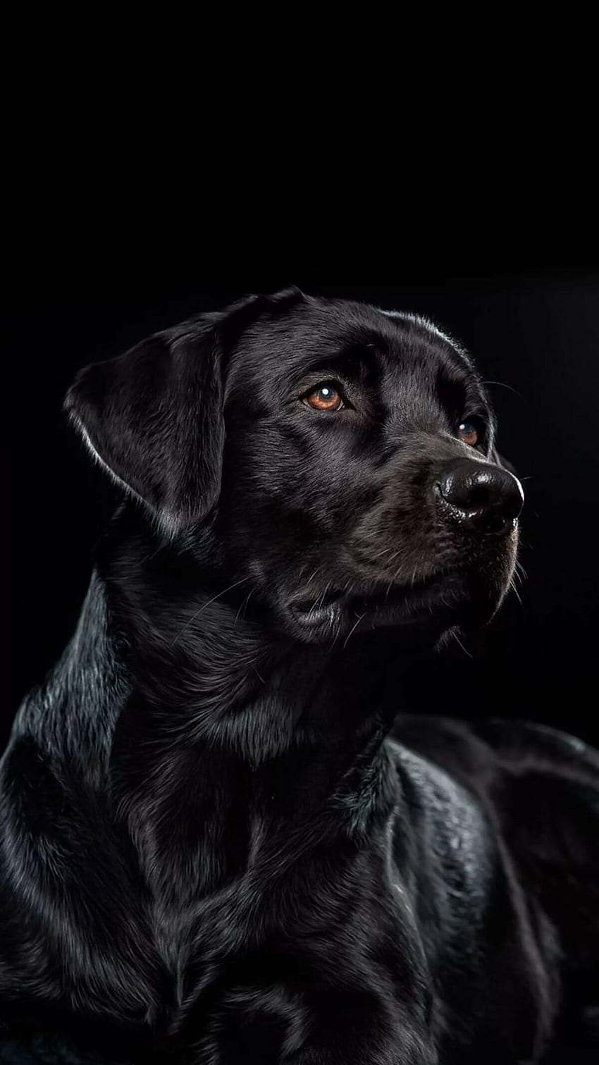 黒犬、ラブラ犬 HD電話の壁紙