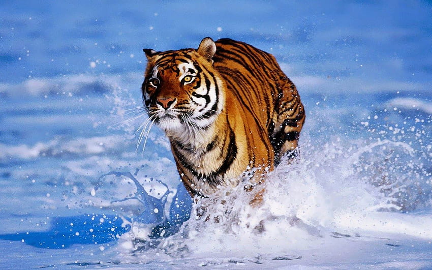 Amazing Animals Tiger HD wallpaper | Pxfuel