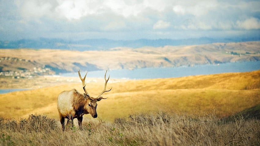Animals, Grass, Lake, Hills, Deer, Horns HD wallpaper