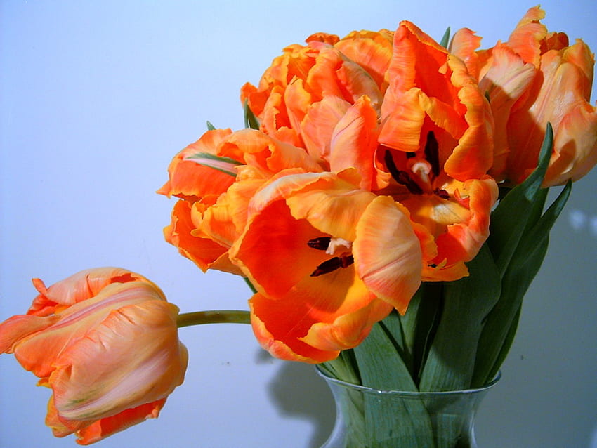 Orange tulips, black, blue background, flowers, tulips, orange HD wallpaper