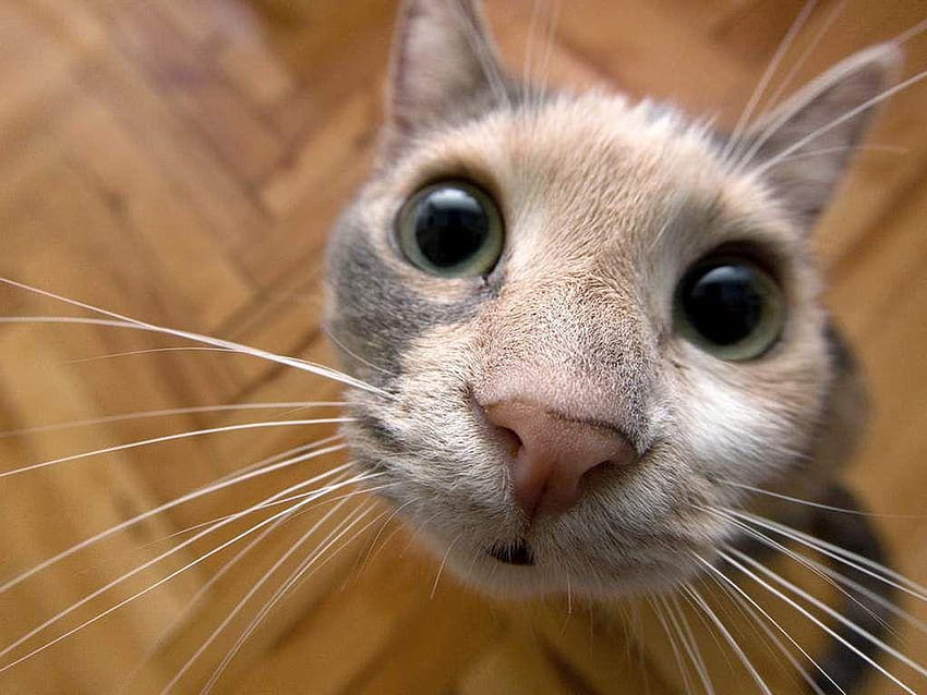 Verrücktes Katzenmobil, seltsame Katze HD-Hintergrundbild