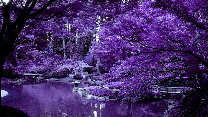 Violet japanese garden 149860 High Quality and Resolution [] for your , Mobile & Tablet. Explore with Violets. Blue and Purple , African Violet , Violet Flowers HD wallpaper