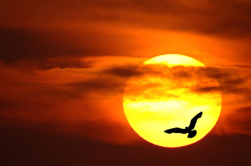 Uccello al tramonto, uccello, volo, arancia, sole, tramonto Sfondo HD