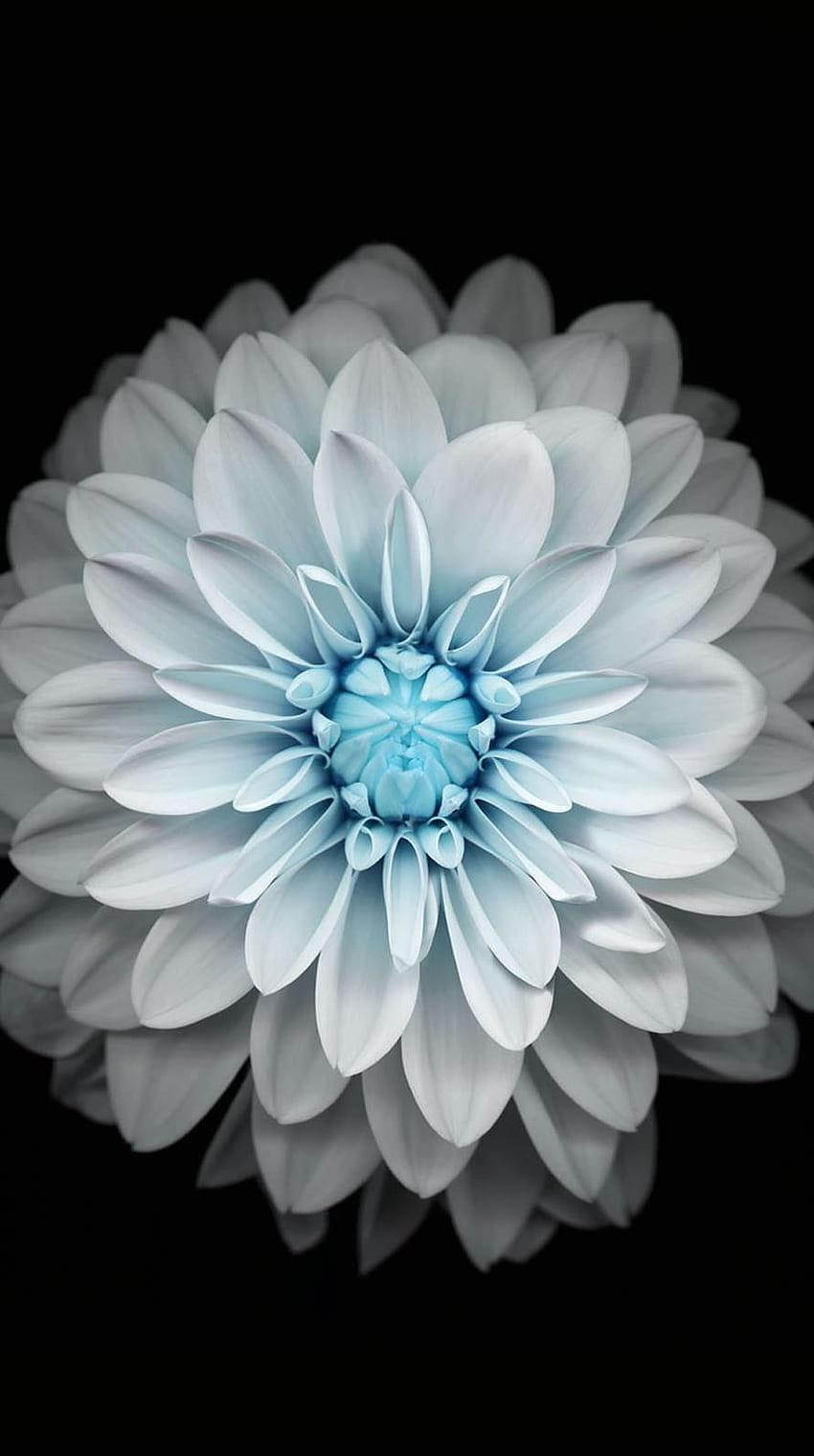 Floral . Fond d'écran iphone fleur, Meilleurs fonds d, White Flower HD phone wallpaper