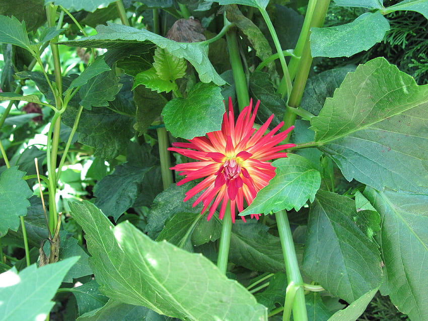 Un día fantástico en el jardín de Edmonton 34, grafía, verde, rojo, flores, dalia fondo de pantalla