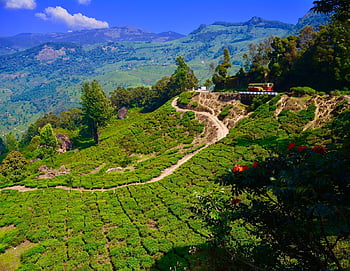 Munnar HD wallpaper | Pxfuel