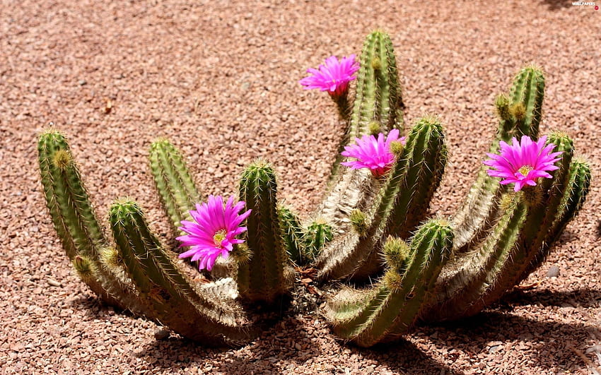 Кактус, пустиня, цвете - пълен :, пустинни цветя HD тапет