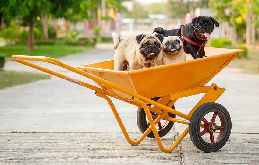 dogs, wheel, wheelbarrow for , section собаки - HD wallpaper
