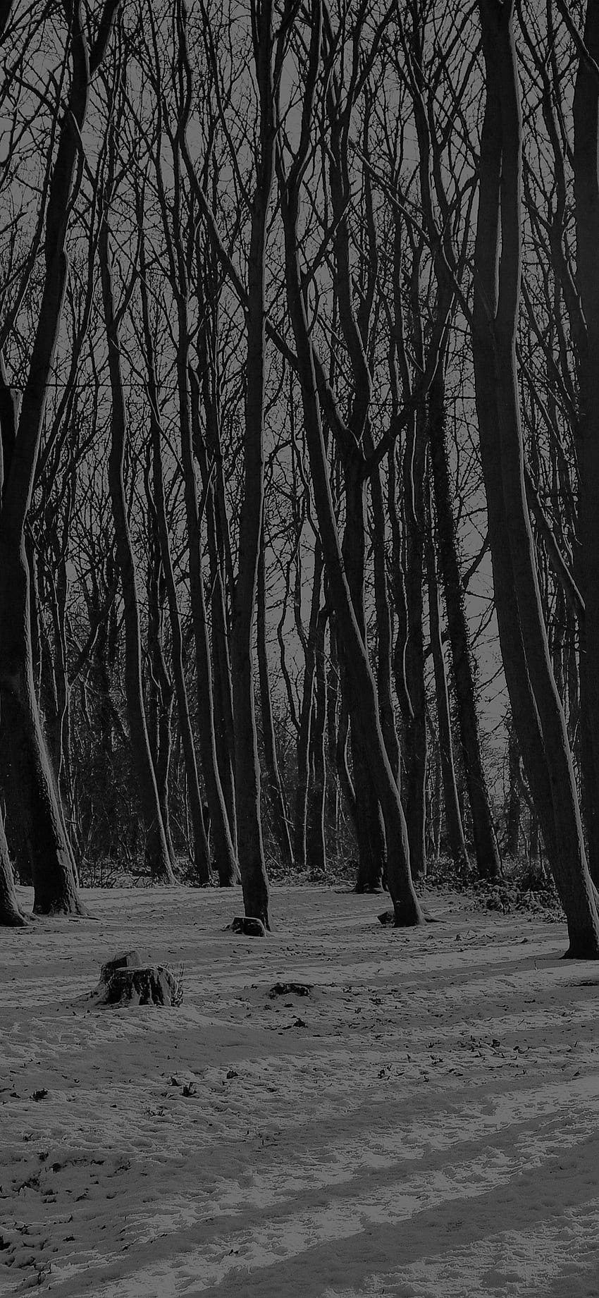 Cold Winter Forest Snow Nature, Black and White Nature HD phone ...