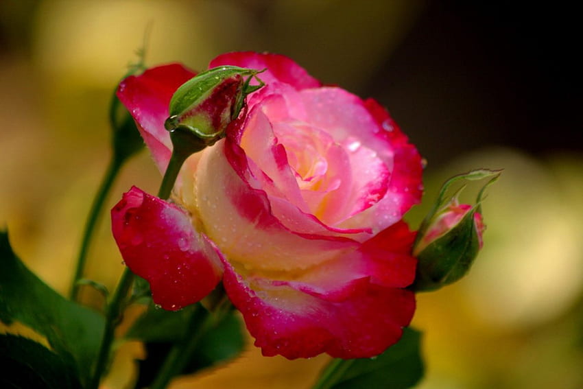 Linda rosa, botões, linda, beleza, fragrância, rosa, folhas, bonita, pétalas, natureza, flores, perfume, adorável papel de parede HD