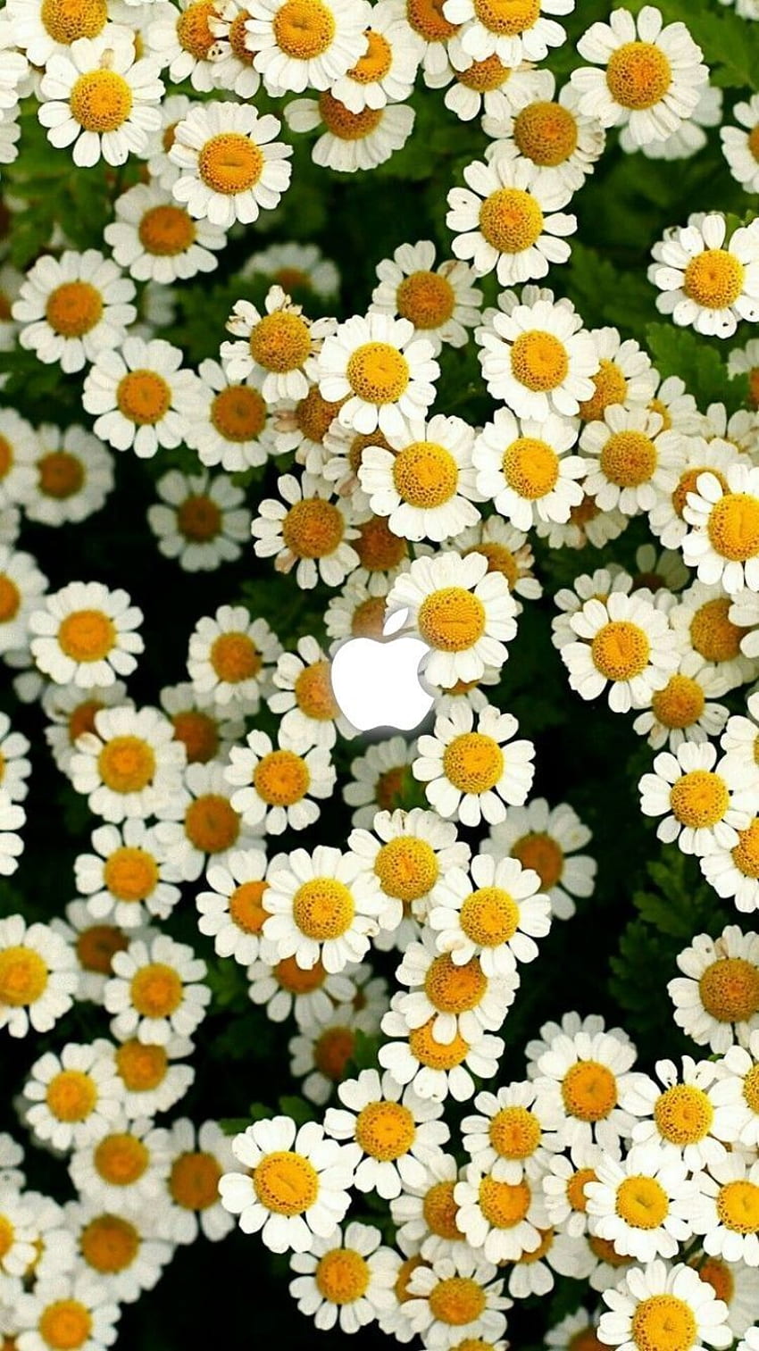 Hãy trang trí cho màn hình điện thoại của bạn với những hình nền hoa đáng yêu HD. Chúng tôi cung cấp những hình ảnh đẹp mắt với những chi tiết tinh tế và sắc nét. Hãy đắm mình trong thế giới hoa đầy màu sắc và tạo ra một bức ảnh màn hình độc đáo cho điện thoại của bạn.