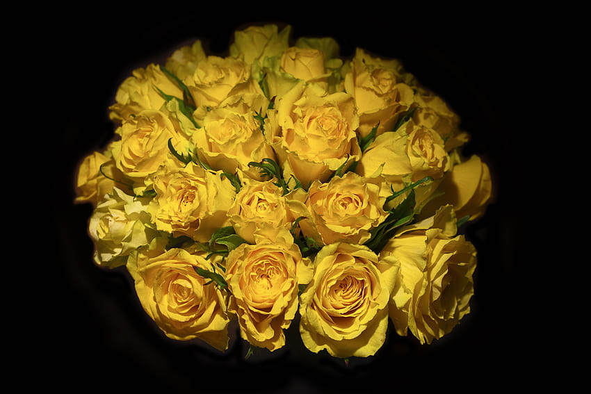 Żółte róże, portret, bukiet Tapeta HD
