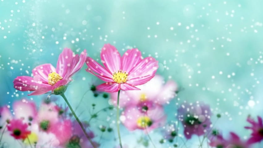 Pretty Summer, summer, pink, nature, flowers HD wallpaper