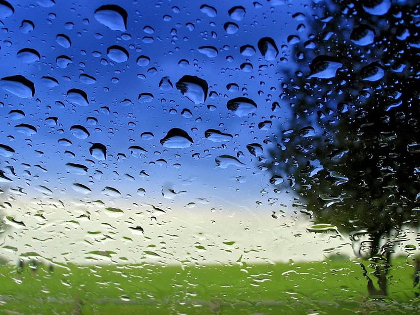 gocce di pioggia su vetro, vetro, acqua, gocce di pioggia, albero Sfondo HD