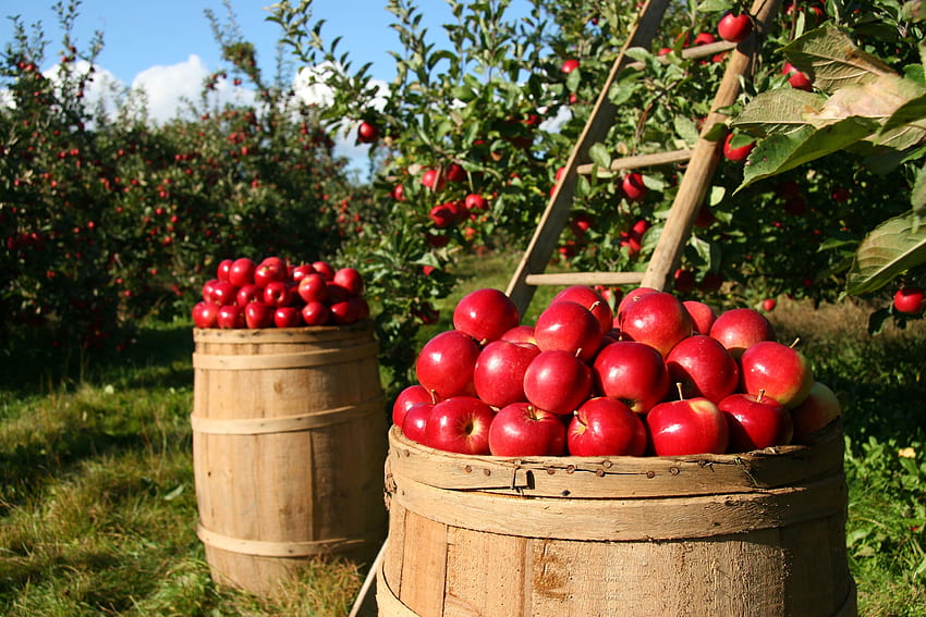 Apple Orchard . Background . HD wallpaper
