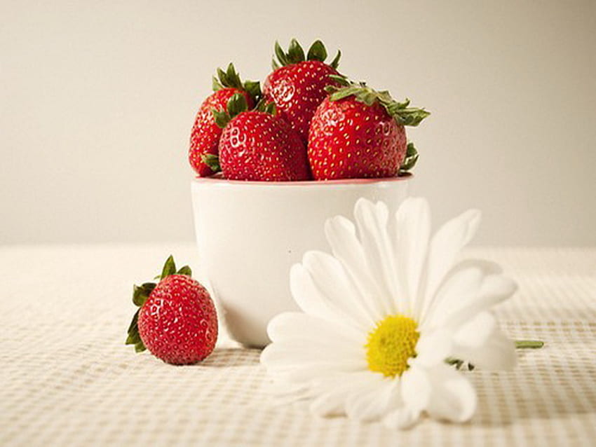 Sírvete a ti mismo, margarita, fresas, flor, rojo, taza blanca fondo de pantalla