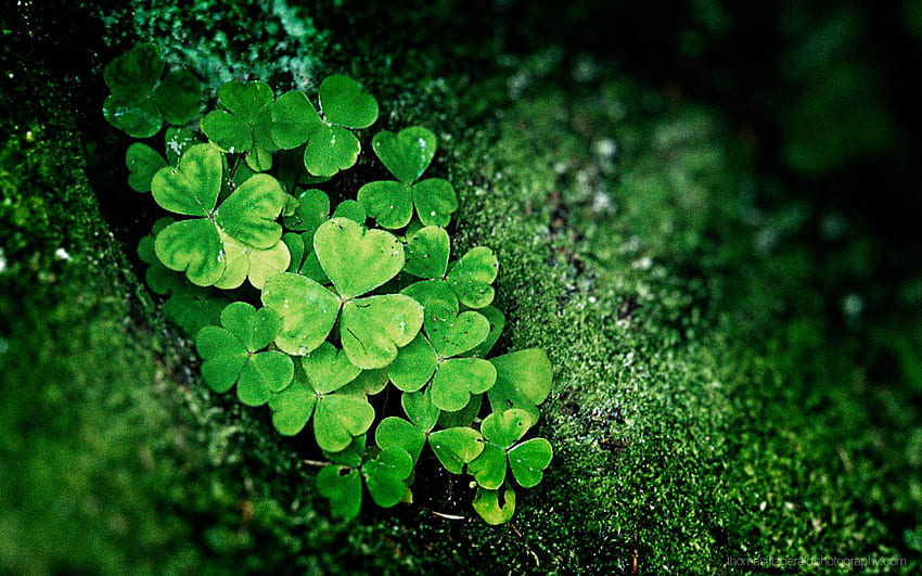 Luck HD Wallpapers and Backgrounds