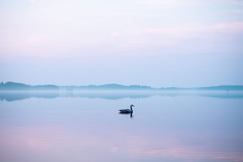 Animals, Lake, Bird, Fog, Swan HD wallpaper